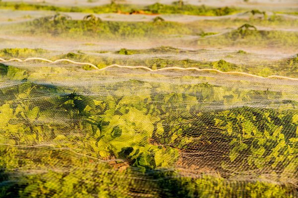 Choisir la charrue adaptée à vos besoins agricoles : guide complet